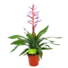 Aechmea Blue Rain - Kokerbromelia - P12 H55 - Roze-Paars - Kamerplant -uinbenodigdheden Verkoop 2024 aechmea blue rain kokerbromelia p12 h55 roze paars 4