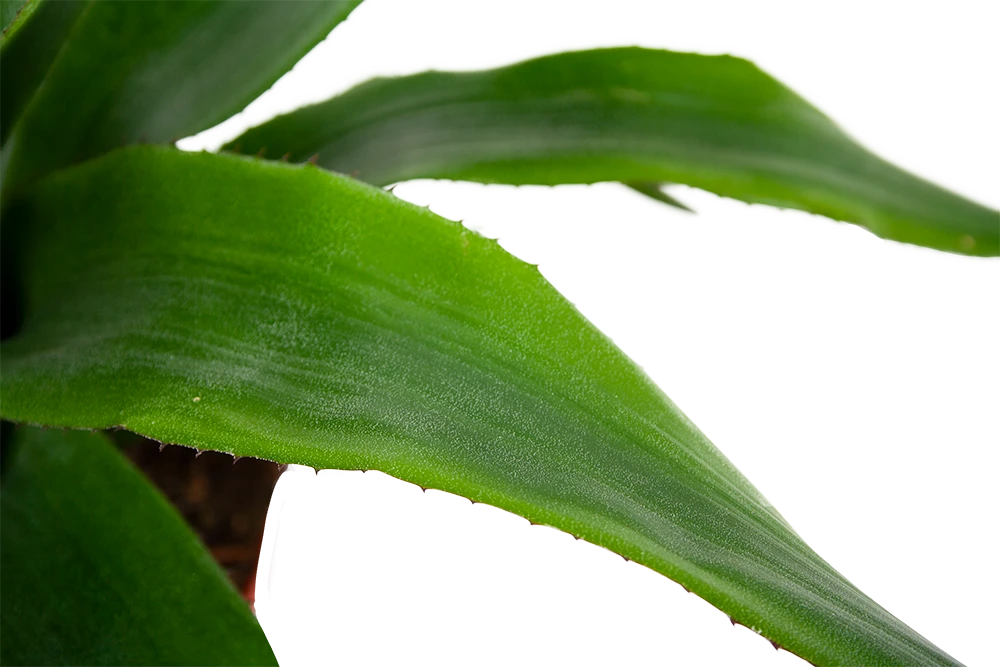 Aechmea Blue Rain - Kokerbromelia - P12 H55 - Roze-Paars - Kamerplant 4 Aechmea Blue Rain - Kokerbromelia - P12 H55 - Roze-Paars - Kamerplant - Image 2