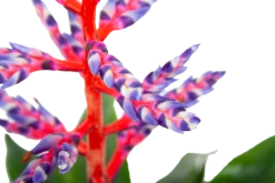 Aechmea Blue Rain - Kokerbromelia - P12 H55 - Roze-Paars - Kamerplant 8 Aechmea Blue Rain - Kokerbromelia - P12 H55 - Roze-Paars - Kamerplant -uinbenodigdheden Verkoop 2024 aechmea blue rain kokerbromelia p12 h55 roze paars 6