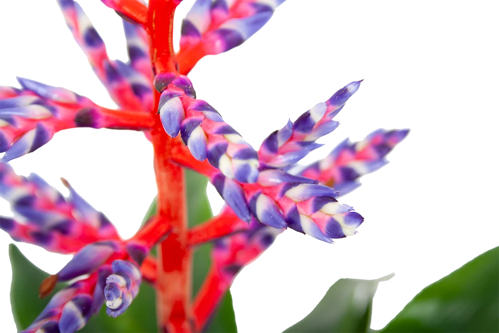 Aechmea Blue Rain - Kokerbromelia - P12 H55 - Roze-Paars - Kamerplant 5 Aechmea Blue Rain - Kokerbromelia - P12 H55 - Roze-Paars - Kamerplant - Image 3