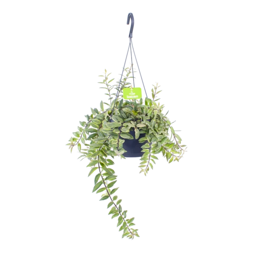 Aeschynanthus Bolero Bicolore - Lipstickplant - In Hangpot - P17 H40 - Kamerplant 7 Aeschynanthus Bolero Bicolore - Lipstickplant - In Hangpot - P17 H40 - Kamerplant -uinbenodigdheden Verkoop 2024 aeschynanthus bolero bicolore lipstickplant in hangpot p17 h40 1