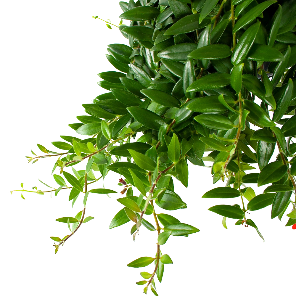 Aeschynanthus Caroline - Lipstickplant - In Hangpot - P15 H25 - Kamerplant 4 Aeschynanthus Caroline - Lipstickplant - In Hangpot - P15 H25 - Kamerplant - Image 2