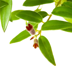 Aeschynanthus Caroline - Lipstickplant - In Hangpot - P15 H25 - Kamerplant 8 Aeschynanthus Caroline - Lipstickplant - In Hangpot - P15 H25 - Kamerplant -uinbenodigdheden Verkoop 2024 aeschynanthus caroline lipstickplant in hangpot p15 h25 6