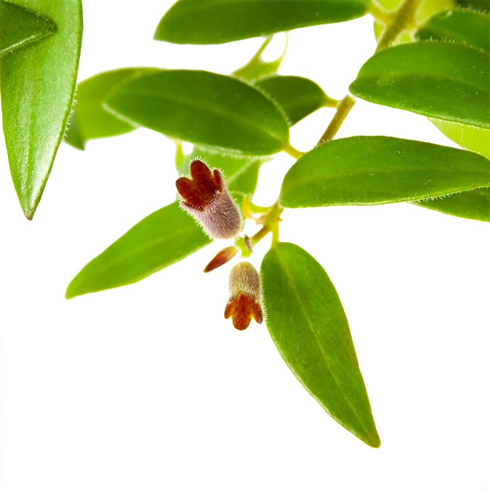 Aeschynanthus Caroline - Lipstickplant - In Hangpot - P15 H25 - Kamerplant 5 Aeschynanthus Caroline - Lipstickplant - In Hangpot - P15 H25 - Kamerplant - Image 3