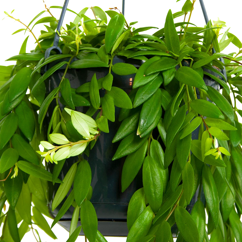 Aeschynanthus Japhrolepis - Lipstickplant - In Hangpot - P15 H20 - Kamerplant 4 Aeschynanthus Japhrolepis - Lipstickplant - In Hangpot - P15 H20 - Kamerplant - Image 2