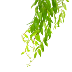 Aeschynanthus Japhrolepis - Lipstickplant - In Hangpot - P15 H20 - Kamerplant 8 Aeschynanthus Japhrolepis - Lipstickplant - In Hangpot - P15 H20 - Kamerplant -uinbenodigdheden Verkoop 2024 aeschynanthus japhrolepis lipstickplant in hangpot p15 6