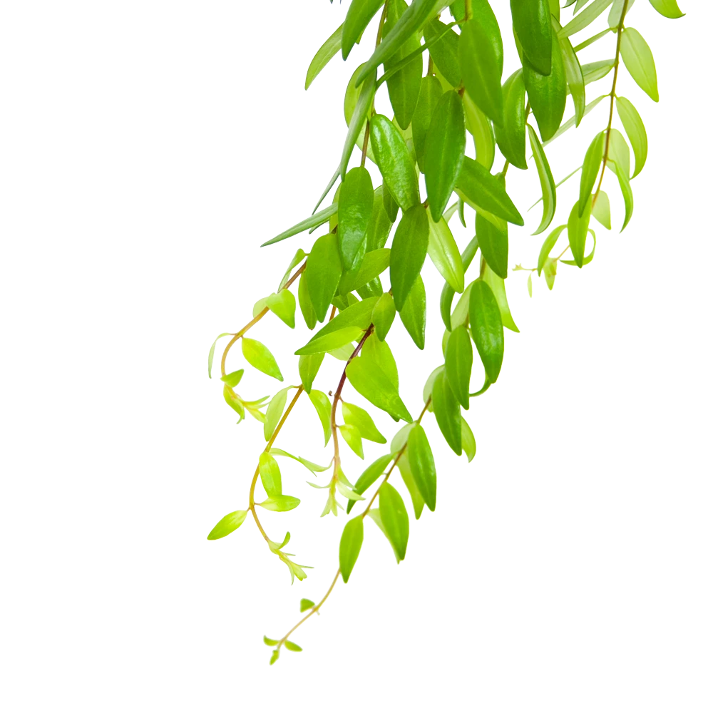 Aeschynanthus Japhrolepis - Lipstickplant - In Hangpot - P15 H20 - Kamerplant 5 Aeschynanthus Japhrolepis - Lipstickplant - In Hangpot - P15 H20 - Kamerplant - Image 3