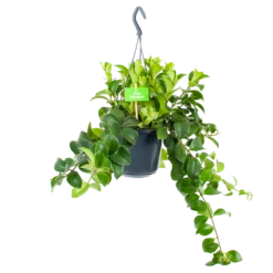 Aeschynanthus Monalisa - Lipstickplant - In Hangpot - P15 H20 - Kamerplant