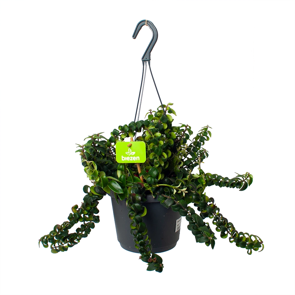 Aeschynanthus Swing - Lipstickplant - In Hangpot - P17 H30 - Kamerplant 3 Aeschynanthus Swing - Lipstickplant - In Hangpot - P17 H30 - Kamerplant