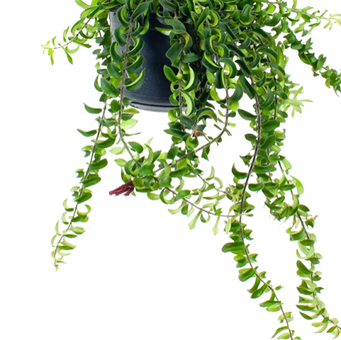 Aeschynanthus Twister - Lipstickplant - In Hangpot - P15 H20 - Kamerplant 4 Aeschynanthus Twister - Lipstickplant - In Hangpot - P15 H20 - Kamerplant - Image 2