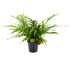Aglaomorpha Jim - P17 H45 - Kamerplant