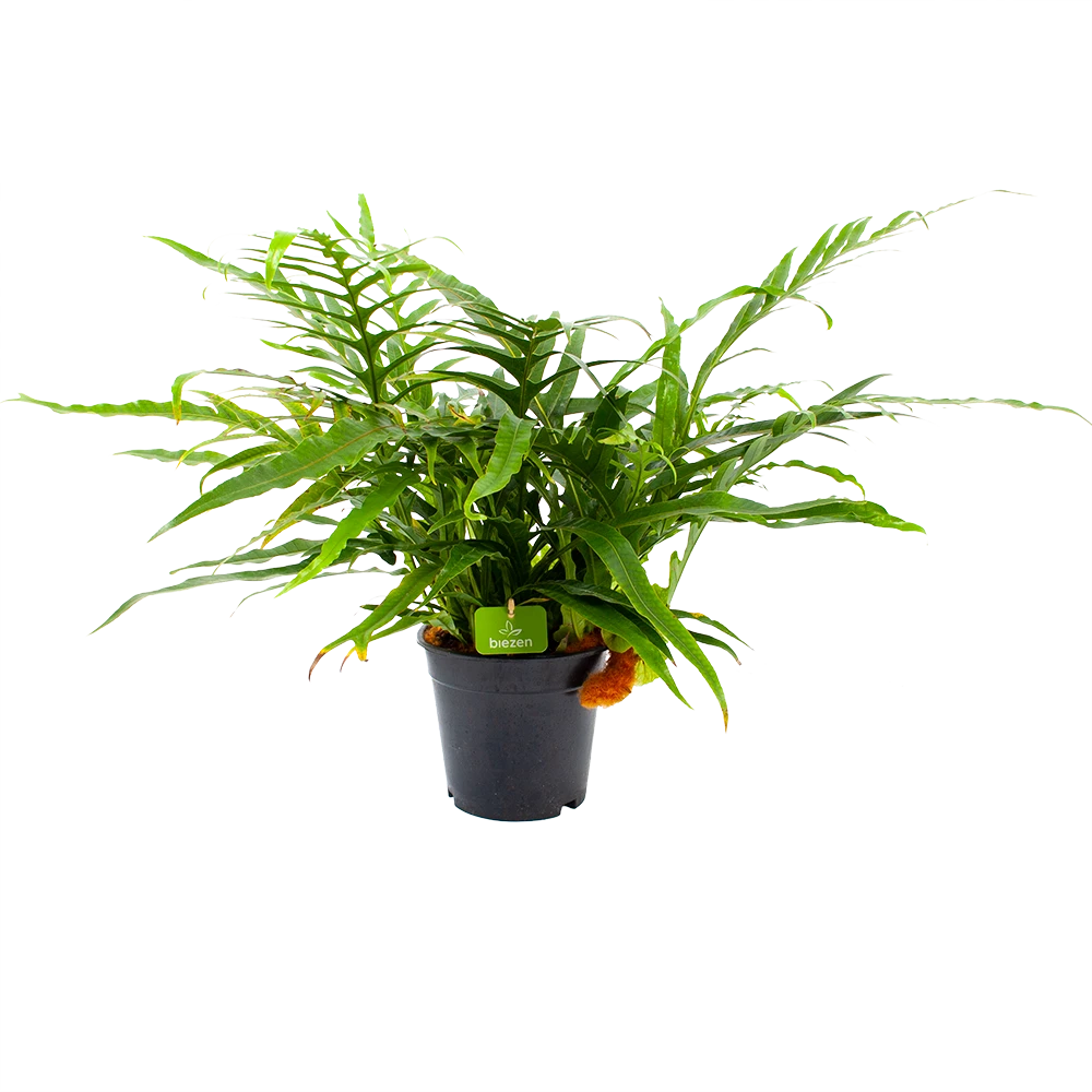 Aglaomorpha Jim - P17 H45 - Kamerplant 3 Aglaomorpha Jim - P17 H45 - Kamerplant