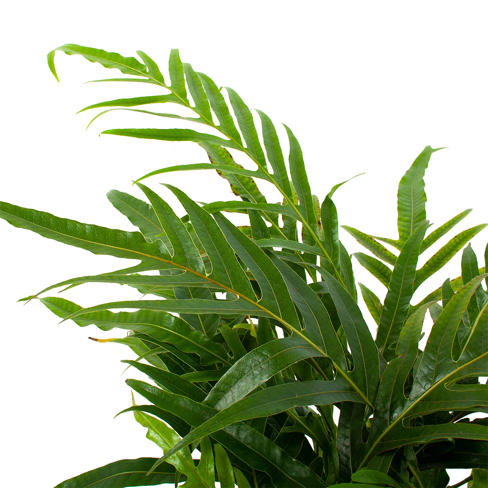 Aglaomorpha Jim - P17 H45 - Kamerplant 4 Aglaomorpha Jim - P17 H45 - Kamerplant - Image 2