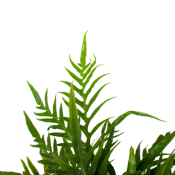 Aglaomorpha Jim - P17 H45 - Kamerplant 8 Aglaomorpha Jim - P17 H45 - Kamerplant -uinbenodigdheden Verkoop 2024 aglaomorpha jim p17 h45 3