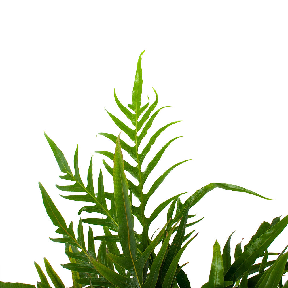 Aglaomorpha Jim - P17 H45 - Kamerplant 5 Aglaomorpha Jim - P17 H45 - Kamerplant - Image 3