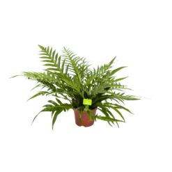 Aglaomorpha Jim - P19 H65 - Kamerplant