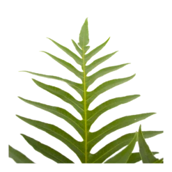 Aglaomorpha Jim - P19 H65 - Kamerplant 8 Aglaomorpha Jim - P19 H65 - Kamerplant -uinbenodigdheden Verkoop 2024 aglaomorpha jim p19 h65 3