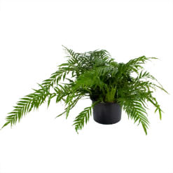 Aglaomorpha Jim - P37 H75 - Kamerplant