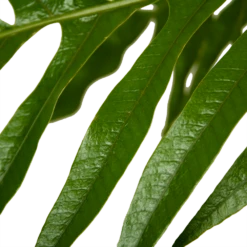 Aglaomorpha Jim - P37 H75 - Kamerplant 8 Aglaomorpha Jim - P37 H75 - Kamerplant -uinbenodigdheden Verkoop 2024 aglaomorpha jim p37 h75 kamerplant 4