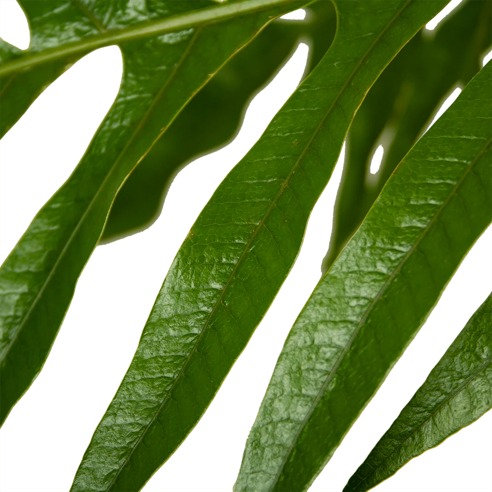 Aglaomorpha Jim - P37 H75 - Kamerplant 5 Aglaomorpha Jim - P37 H75 - Kamerplant - Image 3