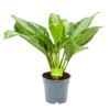 Aglaonema Freedman - P17 H60 - Kamerplant -uinbenodigdheden Verkoop 2024 aglaonema freedman p17 h60 1 1