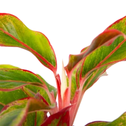 Aglaonema Light Star - P19 H35 - Kamerplant -uinbenodigdheden Verkoop 2024 aglaonema light star p19 h35 4