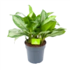 Aglaonema Silver Bay - P24 H60 - Kamerplant 1 Aglaonema Silver Bay - P24 H60 - Kamerplant -uinbenodigdheden Verkoop 2024 aglaonema silver bay p24 h60 1 3