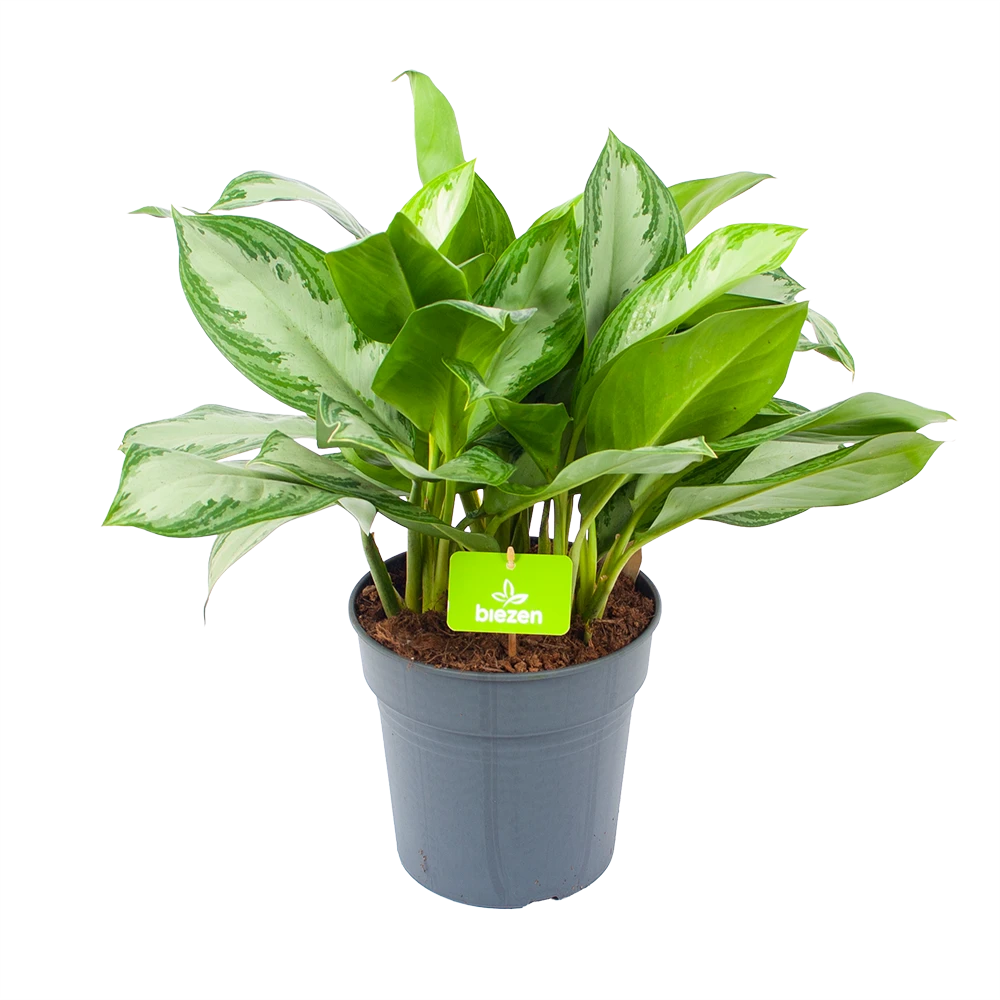Aglaonema Silver Bay - P24 H60 - Kamerplant 3 Aglaonema Silver Bay - P24 H60 - Kamerplant