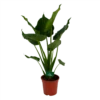 Alocasia Cucullata - Olifantsoor - P21 H90 - Kamerplant 1 Alocasia Cucullata - Olifantsoor - P21 H90 - Kamerplant -uinbenodigdheden Verkoop 2024 alocasia cucullata olifantsoor p21 h90 1
