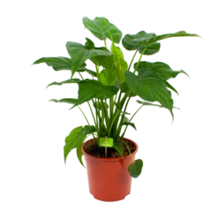Alocasia Cucullata - Olifantsoor - P27 H80 - Kamerplant