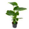 Alocasia Gageana California - Olifantsoor - P21 H85 - Kamerplant