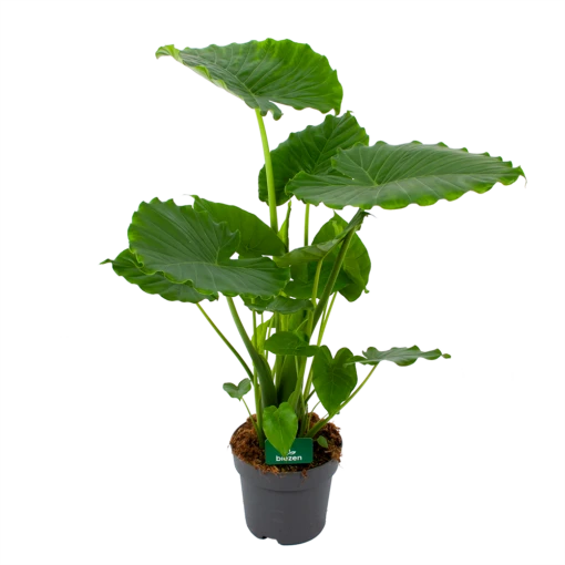 Alocasia Gageana California - Olifantsoor - P21 H85 - Kamerplant 1 Alocasia Gageana California - Olifantsoor - P21 H85 - Kamerplant -uinbenodigdheden Verkoop 2024 alocasia gageana california olifantsoor p21 h85 1 1