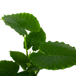 Alocasia Gageana California - Olifantsoor - P21 H85 - Kamerplant -uinbenodigdheden Verkoop 2024 alocasia gageana california olifantsoor p21 h85 5 1