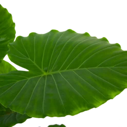 Alocasia Gageana California - Olifantsoor - P21 H85 - Kamerplant -uinbenodigdheden Verkoop 2024 alocasia gageana california olifantsoor p21 h85 6 1