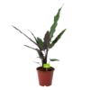 Alocasia Lauterbachiana - Olifantsoor - P19 H70 - Kamerplant -uinbenodigdheden Verkoop 2024 alocasia lauterbachiana olifantsoor p19 h70 1