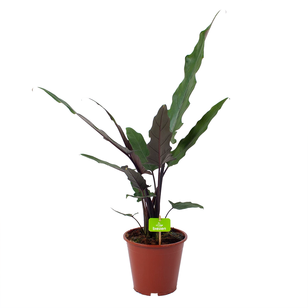 Alocasia Lauterbachiana - Olifantsoor - P19 H70 - Kamerplant 3 Alocasia Lauterbachiana - Olifantsoor - P19 H70 - Kamerplant