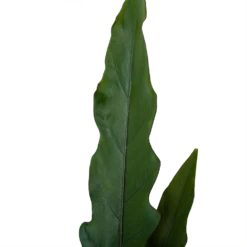 Alocasia Lauterbachiana - Olifantsoor - P19 H70 - Kamerplant 9 Alocasia Lauterbachiana - Olifantsoor - P19 H70 - Kamerplant -uinbenodigdheden Verkoop 2024 alocasia lauterbachiana olifantsoor p19 h70 4