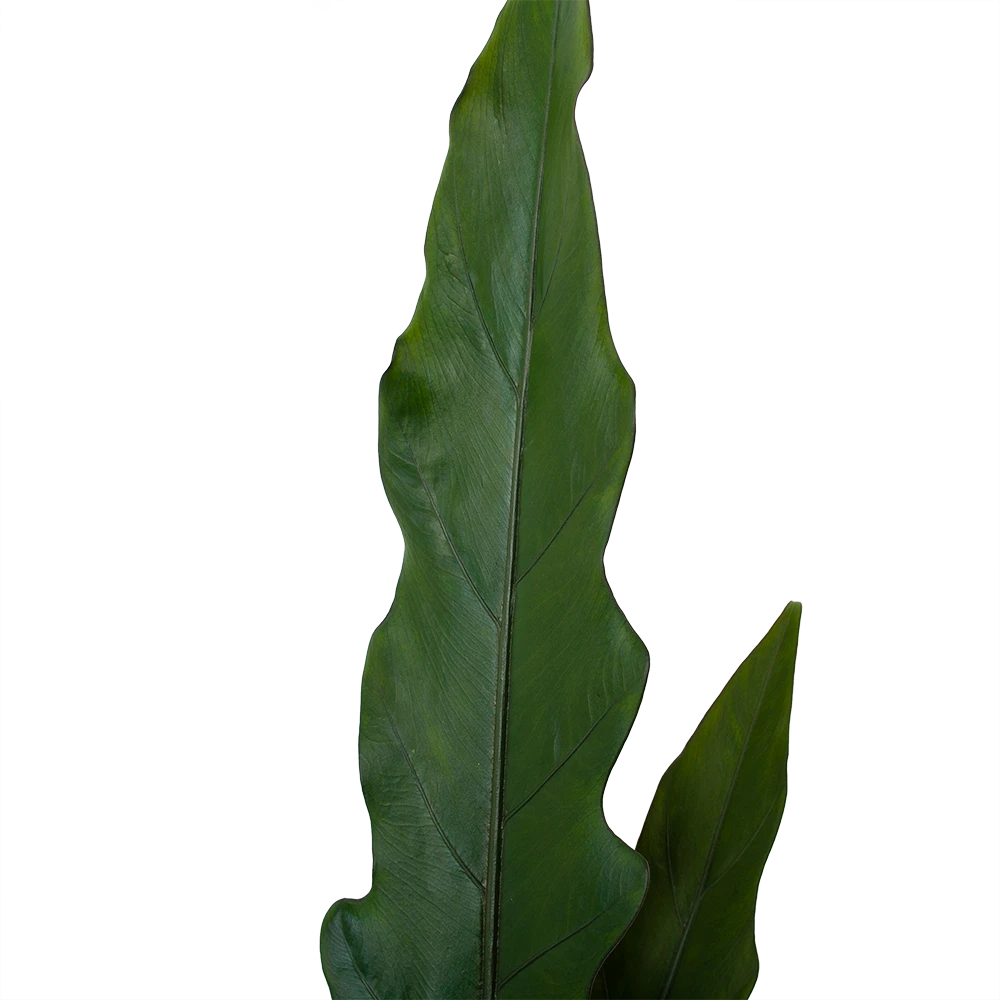 Alocasia Lauterbachiana - Olifantsoor - P19 H70 - Kamerplant 6 Alocasia Lauterbachiana - Olifantsoor - P19 H70 - Kamerplant - Image 4