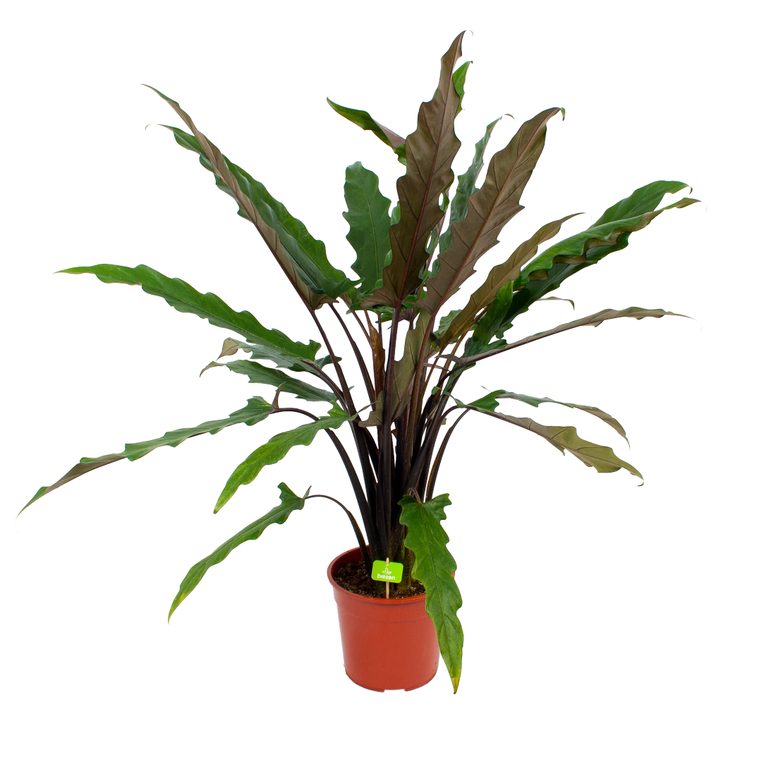 Alocasia Lauterbachiana - Olifantsoor - P27 H110 - Kamerplant 3 Alocasia Lauterbachiana - Olifantsoor - P27 H110 - Kamerplant