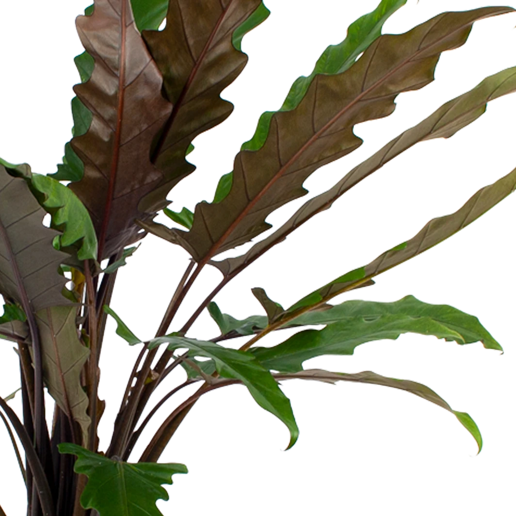 Alocasia Lauterbachiana - Olifantsoor - P27 H110 - Kamerplant 4 Alocasia Lauterbachiana - Olifantsoor - P27 H110 - Kamerplant - Image 2