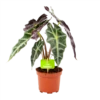 Alocasia Polly - Olifantsoor - P17 H50 - Kamerplant 1 Alocasia Polly - Olifantsoor - P17 H50 - Kamerplant -uinbenodigdheden Verkoop 2024 alocasia polly olifantsoor p17 h50 1