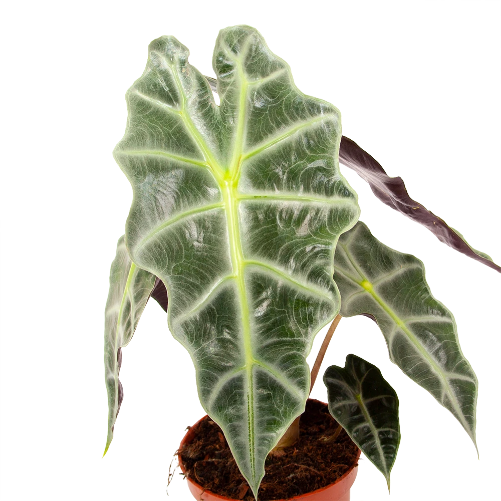 Alocasia Polly - Olifantsoor - P17 H50 - Kamerplant 4 Alocasia Polly - Olifantsoor - P17 H50 - Kamerplant - Image 2