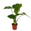 Alocasia Portodora - Olifantsoor - P21 H90 - Kamerplant 2 Alocasia Portodora - Olifantsoor - P21 H90 - Kamerplant -uinbenodigdheden Verkoop 2024 alocasia portodora olifantsoor p21 h90 1
