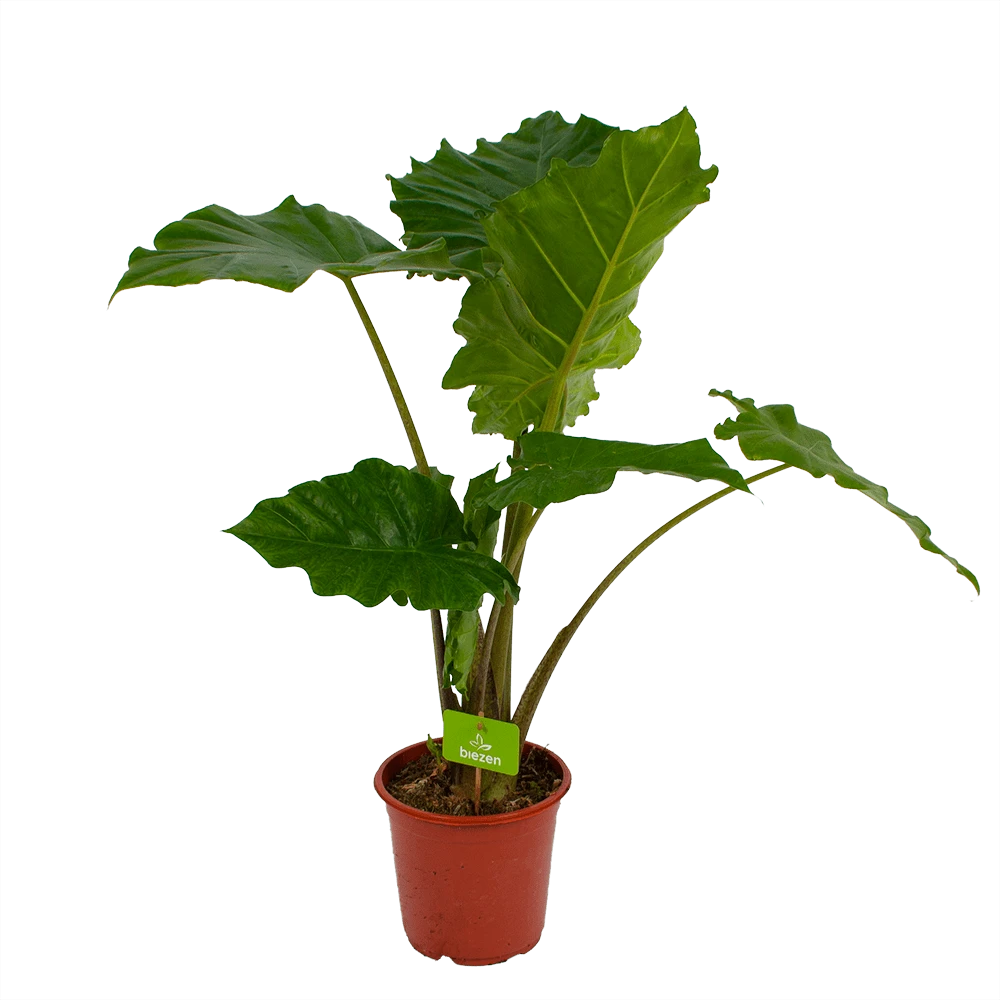 Alocasia Portodora - Olifantsoor - P21 H90 - Kamerplant 3 Alocasia Portodora - Olifantsoor - P21 H90 - Kamerplant
