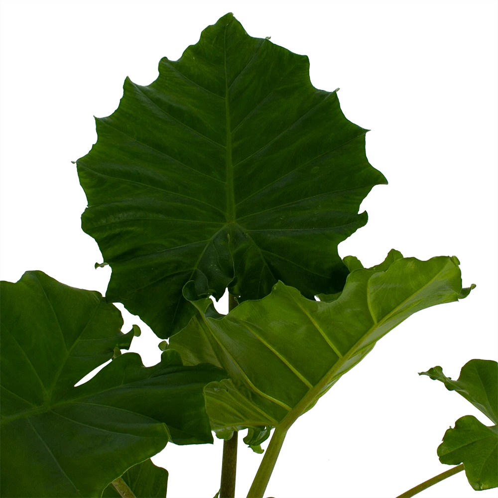 Alocasia Portodora - Olifantsoor - P21 H90 - Kamerplant 4 Alocasia Portodora - Olifantsoor - P21 H90 - Kamerplant - Image 2