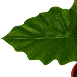 Alocasia Portodora - Olifantsoor - P21 H90 - Kamerplant 8 Alocasia Portodora - Olifantsoor - P21 H90 - Kamerplant -uinbenodigdheden Verkoop 2024 alocasia portodora olifantsoor p21 h90 4