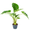 Alocasia Portodora - Olifantsoor - P35 H135 - Kamerplant -uinbenodigdheden Verkoop 2024 alocasia portodora olifantsoor p35 h135 1 1