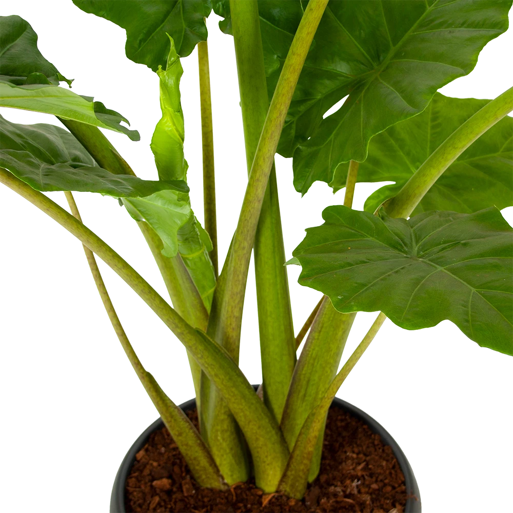 Alocasia Portodora - Olifantsoor - P35 H135 - Kamerplant 4 Alocasia Portodora - Olifantsoor - P35 H135 - Kamerplant - Image 2