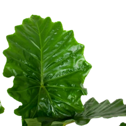 Alocasia Portodora - Olifantsoor - P35 H135 - Kamerplant 8 Alocasia Portodora - Olifantsoor - P35 H135 - Kamerplant -uinbenodigdheden Verkoop 2024 alocasia portodora olifantsoor p35 h135 6 1