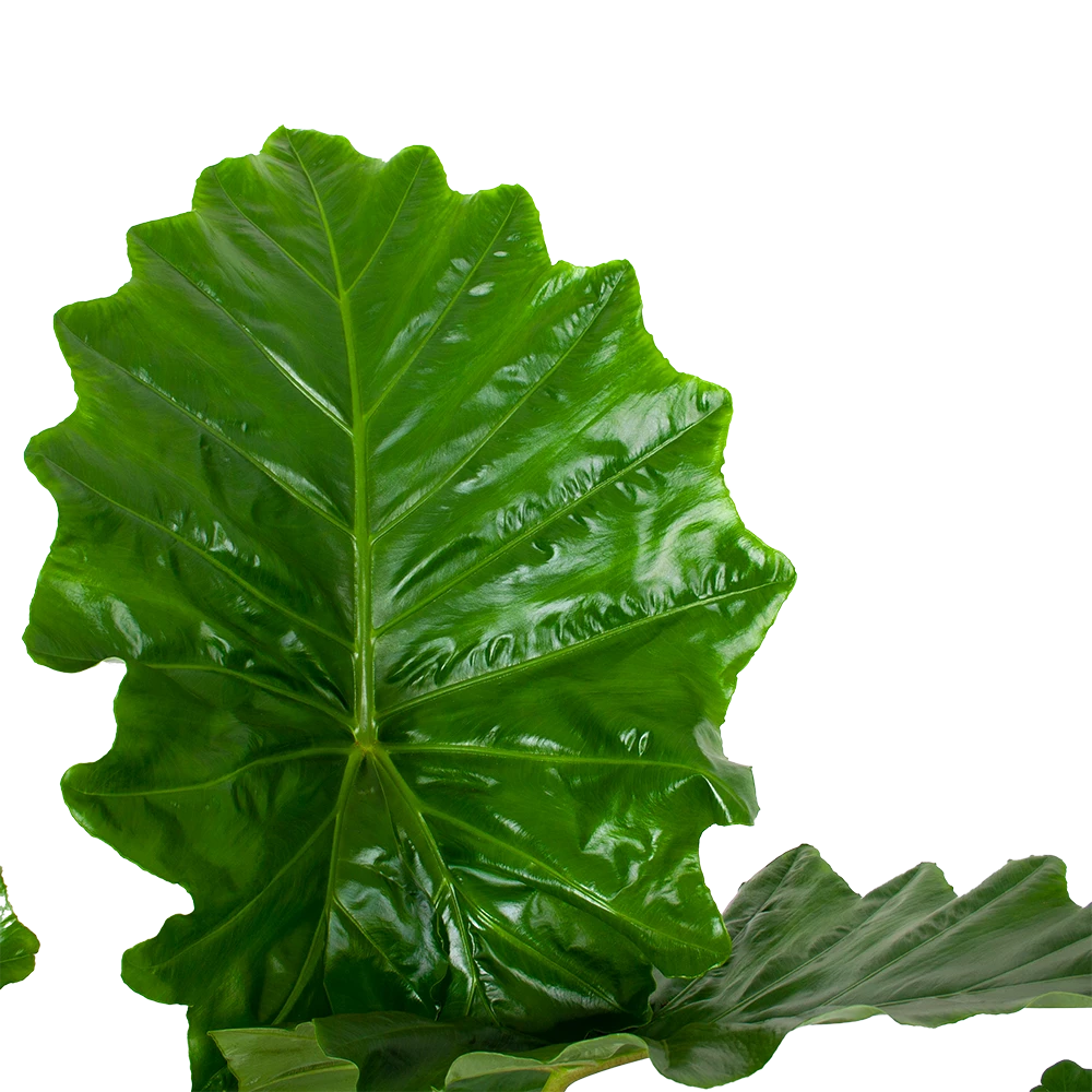 Alocasia Portodora - Olifantsoor - P35 H135 - Kamerplant 5 Alocasia Portodora - Olifantsoor - P35 H135 - Kamerplant - Image 3